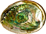 Wholesale Abalone Shell 6"- 7"
