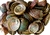 Wholesale Abalone Shell 3"- 4" (Pack of 50)