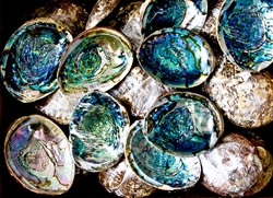 Wholesale Abalone Shell 6"- 7" (Pack of 50)
