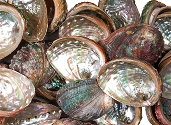 Wholesale Abalone Shell 2"- 3" (Pack of 25)
