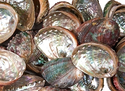 Wholesale Abalone Shell 2"- 3" (Pack of 50)