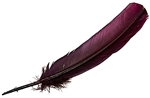 Wholesale Turkey Dyed Burgundy Feather 11-13"L