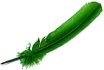 Wholesale Turkey Dyed Kelly Green Feather 11-13"L