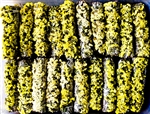 Wholesale White Sage & Yellow Sinuata Flowers 7"L (Medium) (Pack of 25)
