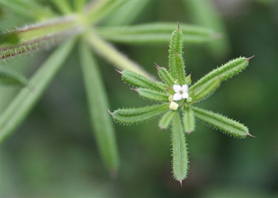 Cleavers, Organic