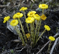 Coltsfoot, Organic (Bulk)