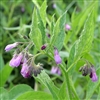 Comfrey Root, Cut & Sifted, Organic (Bulk)