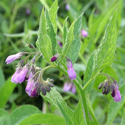 Comfrey Root, Cut & Sifted, Organic (Bulk)