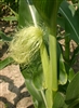 Cornsilk (Bulk)