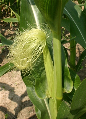 Cornsilk (Bulk)