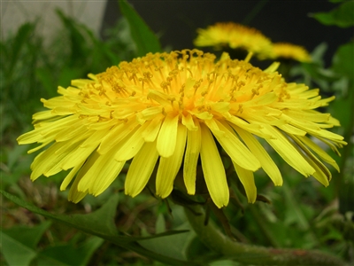 Dandelion Leaf, Organic