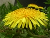 Dandelion Root, Cut & Sifted, Organic