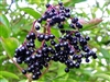 Elder Berries, Organic