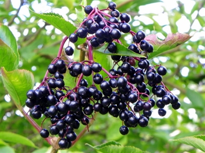 Elder Berries, Organic