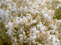 Elder Flowers: Bulk / Organic Elder Flowers