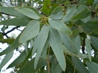 Eucalyptus Leaf (Bulk)