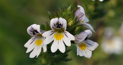 Eyebright, Organic (Bulk)