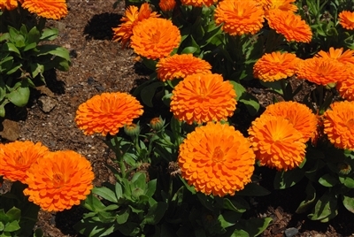 Calendula Flowers