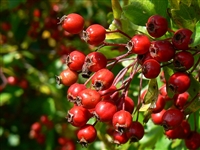 Hawthorn Berries, Organic