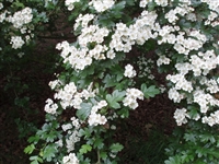 Hawthorn Leaf & Flowers, Organic (Bulk)