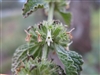 Horehound, Organic (Bulk)