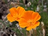 California Poppy, Organic (Bulk)