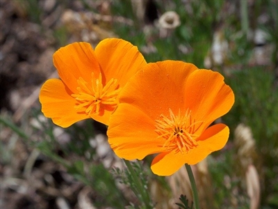 California Poppy, Organic (Bulk)