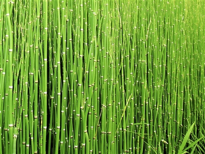 Horsetail, Cut & Sifted, Organic