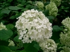 Hydrangea Root, Wildcrafted (Bulk)