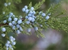 Juniper Berries, Organic (Bulk)