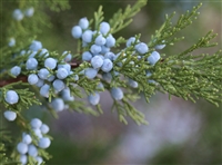 Juniper Berries, Organic (Bulk)