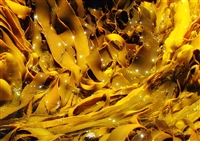 Kelp Powder, Organic (Bulk)