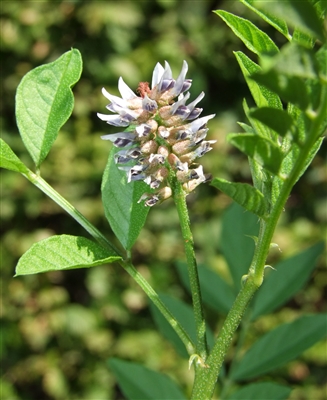 Licorice Root Powder (Bulk)