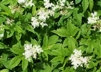 Meadowsweet, Wildcrafted