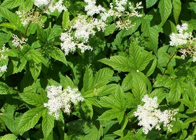 Meadowsweet, Wildcrafted