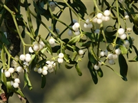 Mistletoe (Bulk)