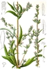 Mugwort, Organic