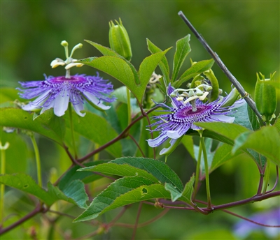 Passion Flower (Bulk)