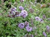 Pennyroyal, Organic (Bulk)