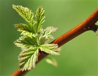 Red Raspberry Leaf, Organic