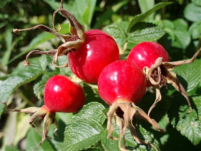 Rosehips Seedless, Organic