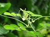 Senna Leaf, Organic (Bulk)