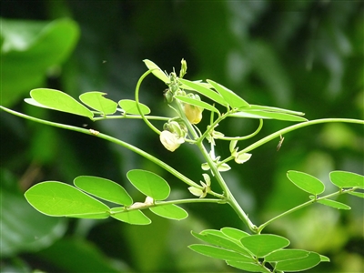 Senna Leaf, Organic (Bulk)