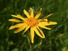 Arnica Flowers, Wildcrafted (Bulk)