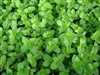 Spearmint Leaf, Organic