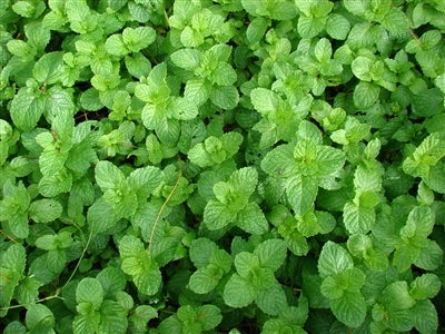 Spearmint Leaf, Organic