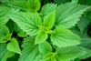 Nettle: Bulk / Organic Stinging Nettle