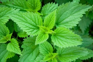 Nettle: Bulk / Organic Stinging Nettle