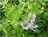 Bacopa Powder, Organic