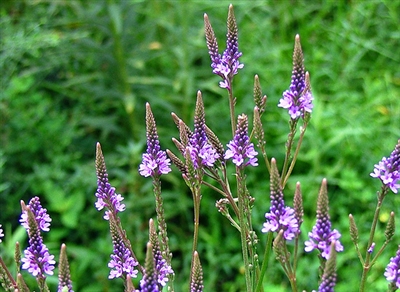 Blue Vervain, Wildcrafted (Bulk)